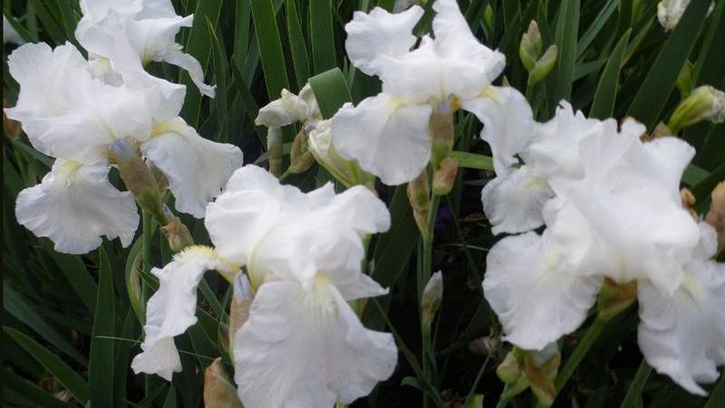 Plante : IRGEWHKN