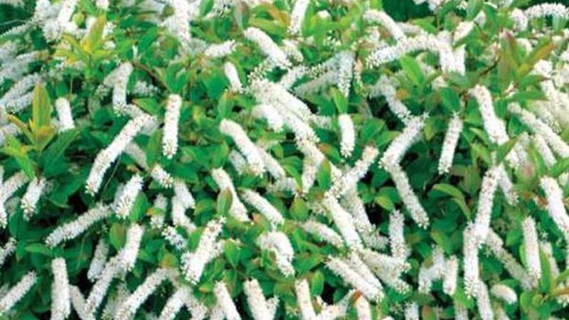 Plante : ITVILIHE
