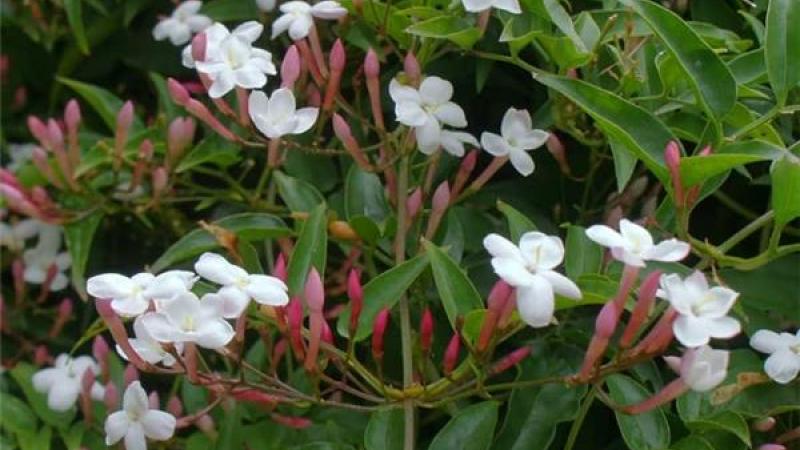Plante : JAS