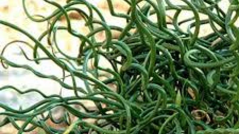 Plante : JUEFSP