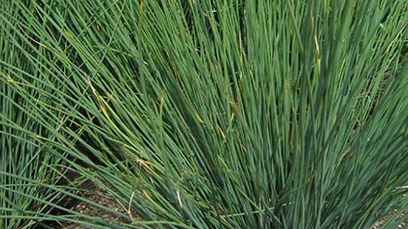 Plante : JUIN