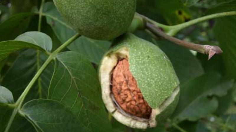 Plante : JURE