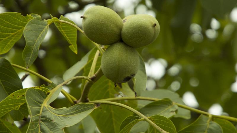 Plante : JUREBR