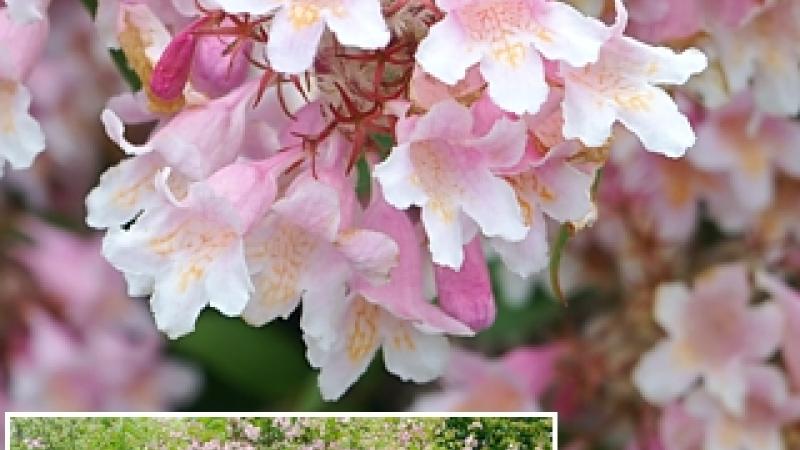Plante : KOAM
