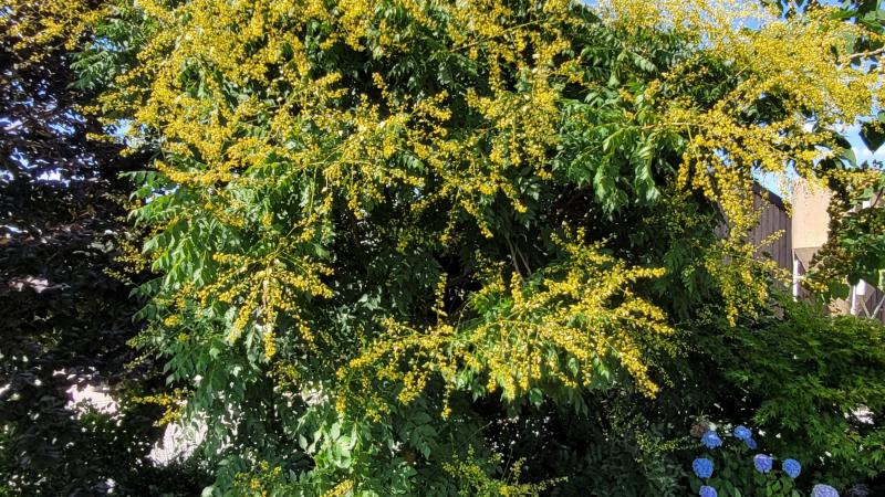 Plante : KOPA