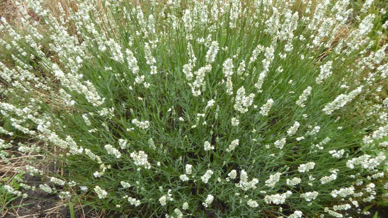 Plante : LAANAL