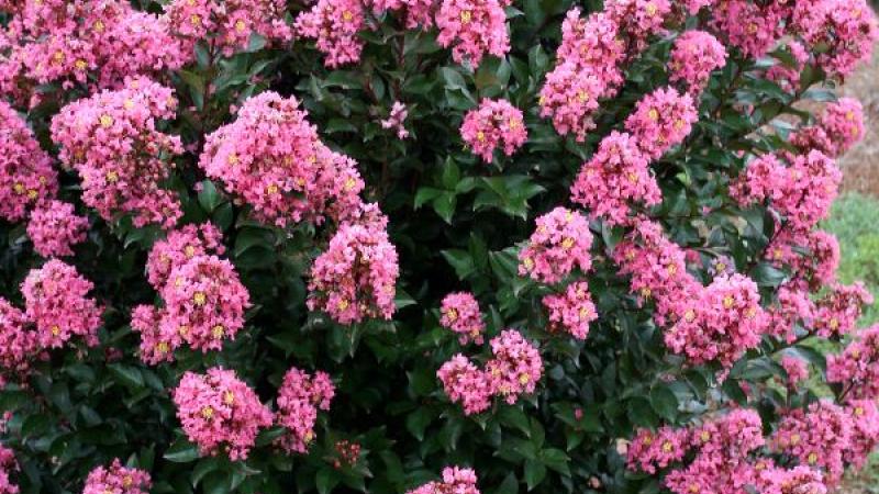 Plante : LABEDA