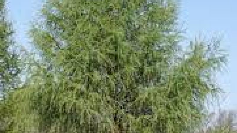Plante : LADE