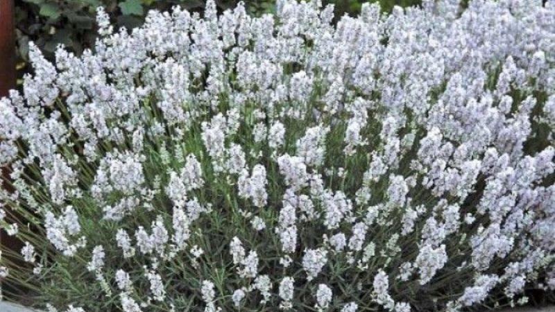 Plante : LAHIWH