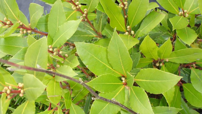 Plante : LANO