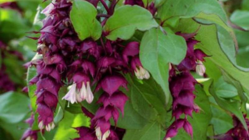 Plante : LEFOPURA