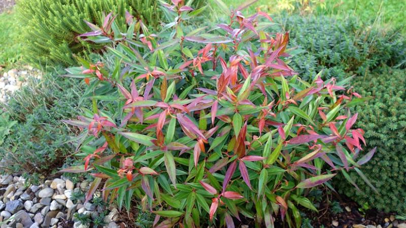 Plante : LEKEBULO
