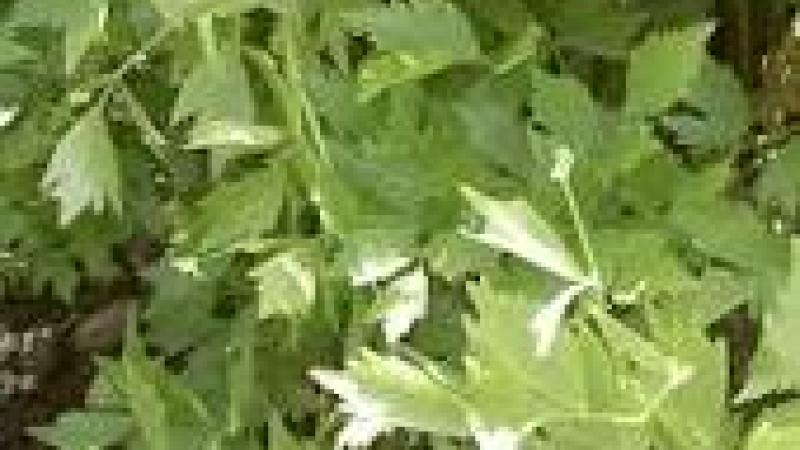 Plante : LEOF