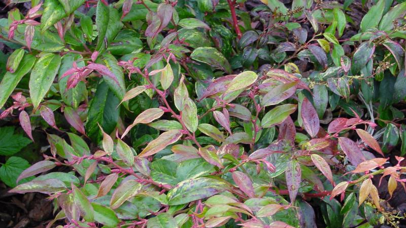 Plante : LERA