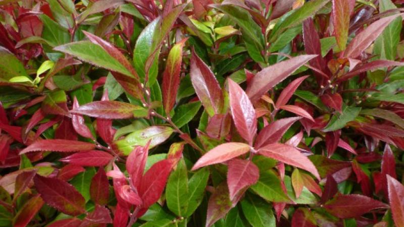 Plante : LEZE