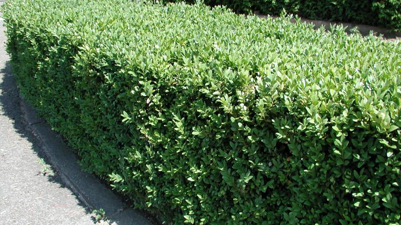 Plante : LIOV
