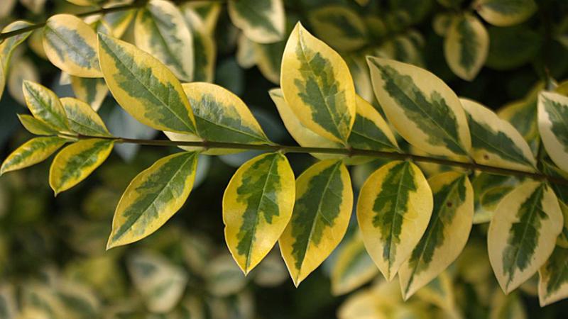 Plante : LIOVAUPF