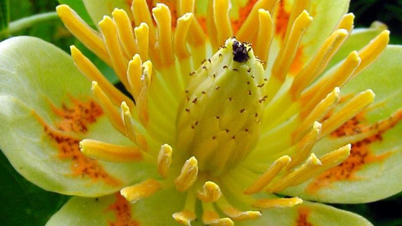 Plante : LITU