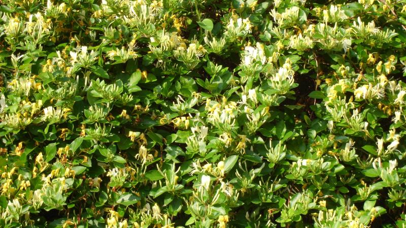 Plante : LOHAPR
