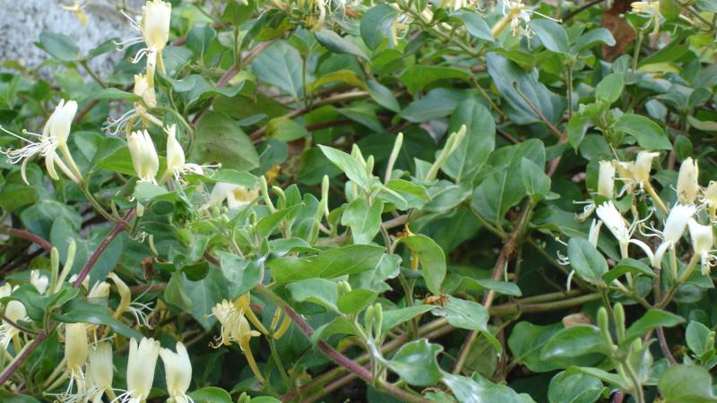 Plante : LOJAHA