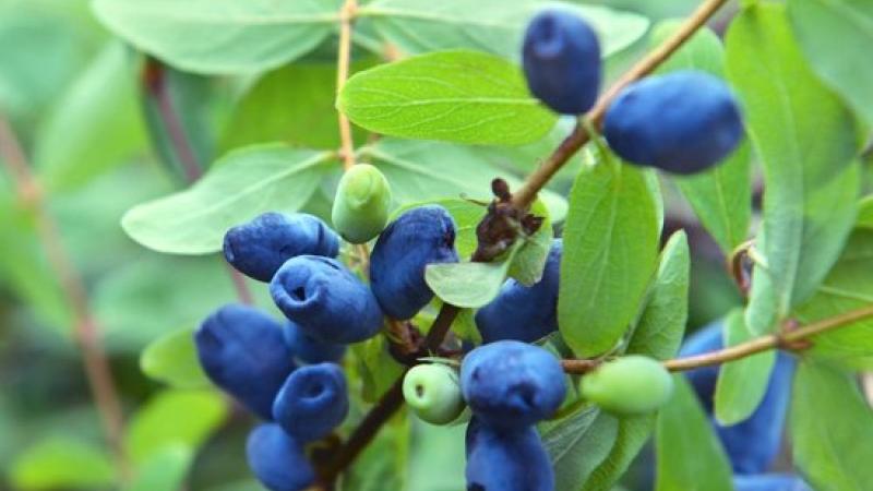 Plante : LOKADU
