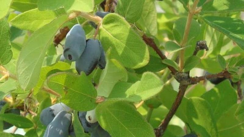 Plante : LOKASW