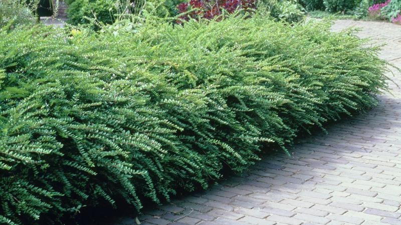 Plante : LONIMA