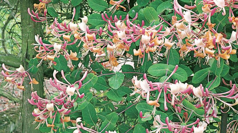 Plante : LOPEBESE