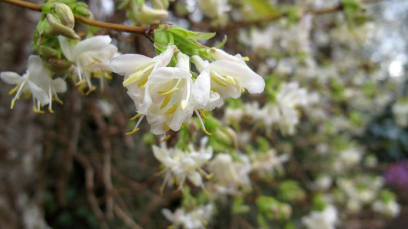 Plante : LOPUWIBE