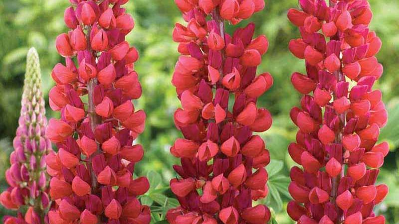 Plante : LUMYCA