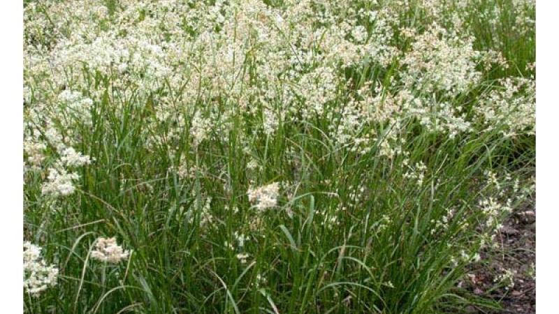 Plante : LUNI