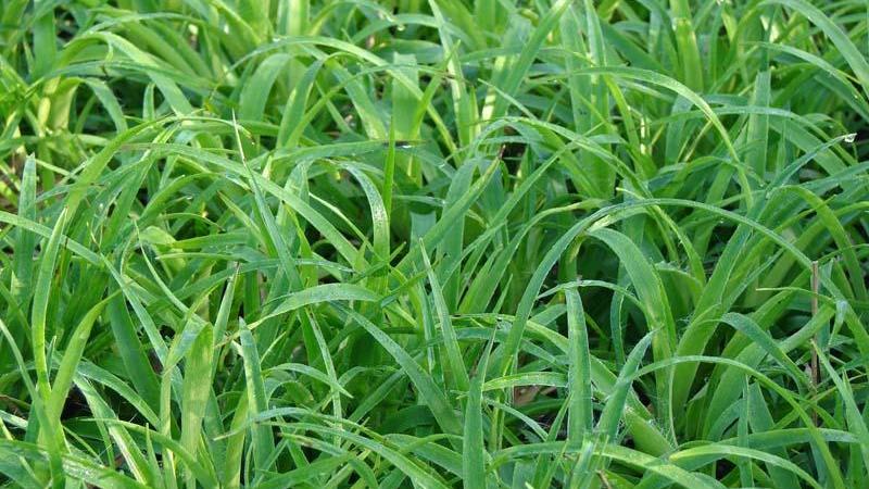 Plante : LUSYON