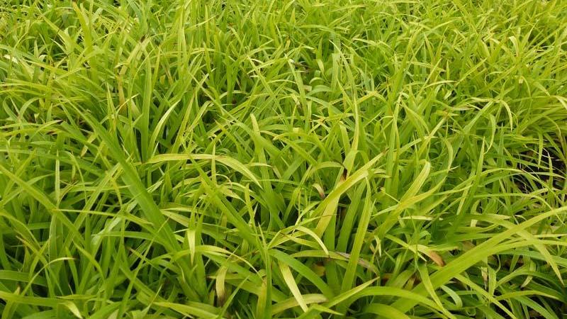 Plante : LUSYSOFL