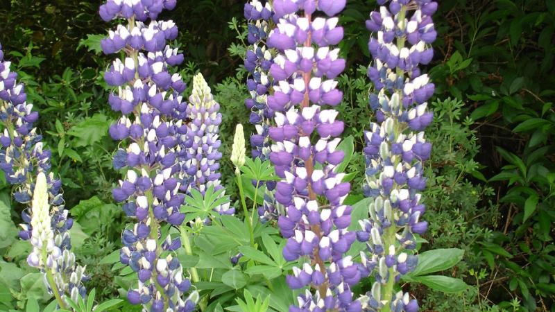 Plante : LUTGO