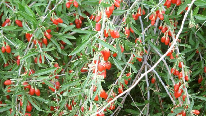 Plante : LYBABILI