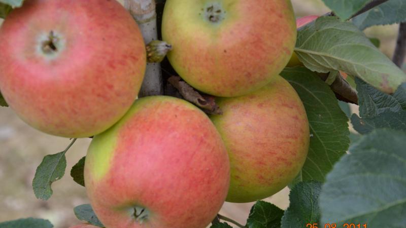 Plante : MAAL
