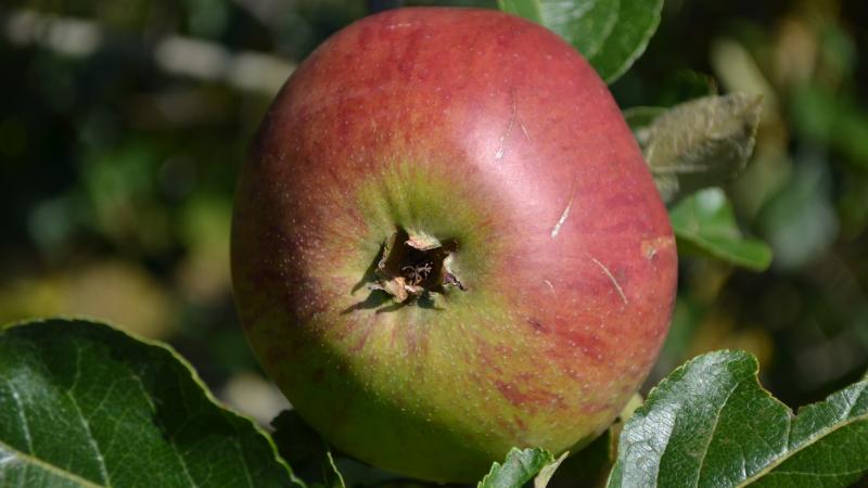 Plante : MABEFLLAMO