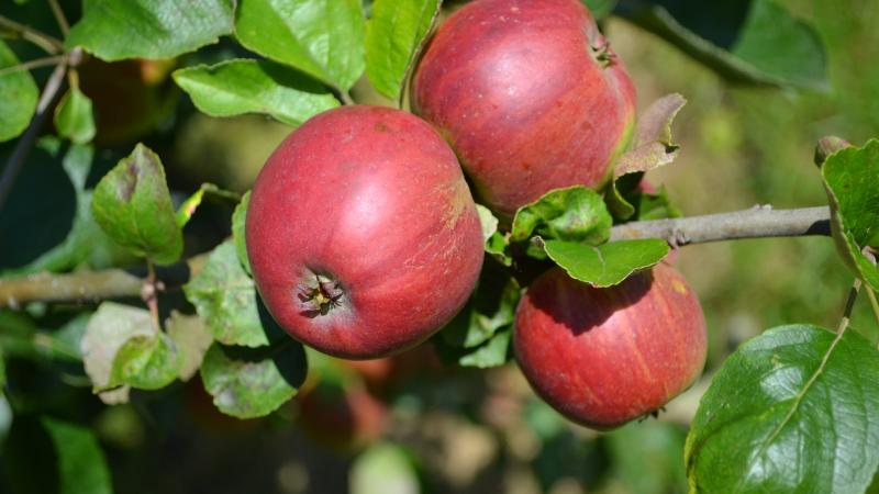 Plante : MABEFLSI