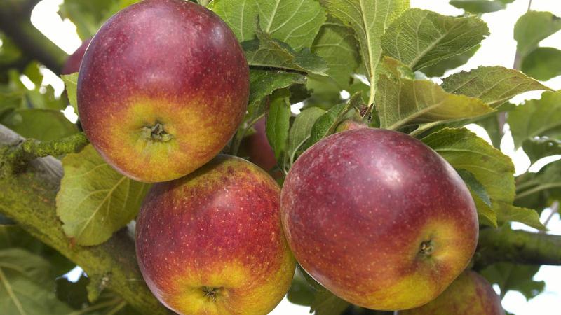 Plante : MACO