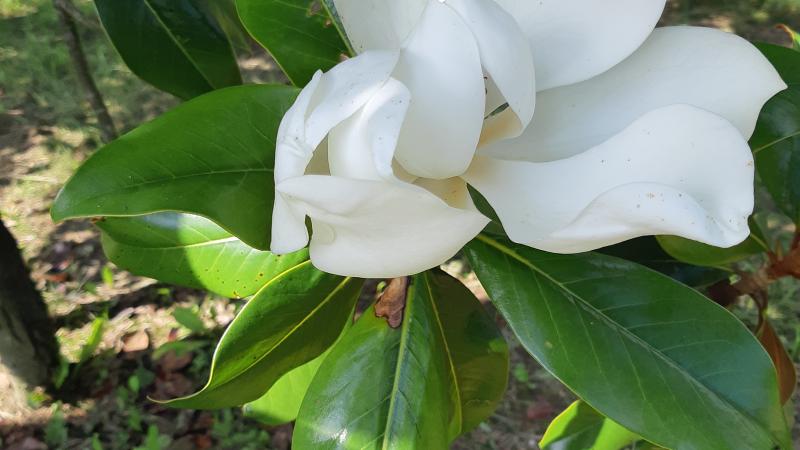 Plante : MAGR