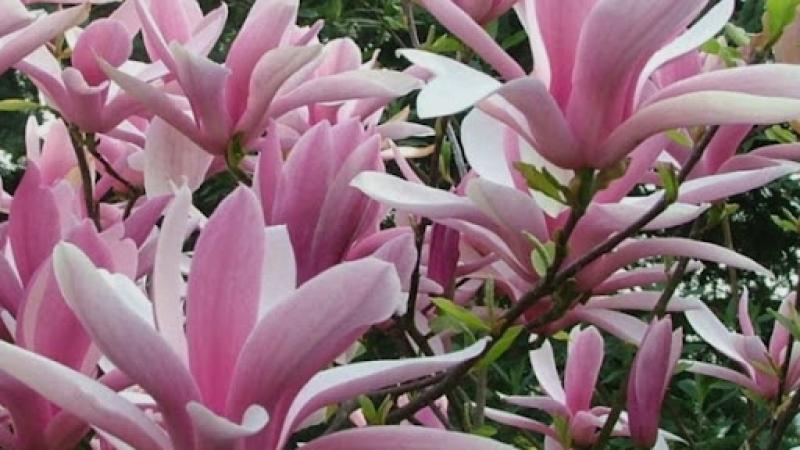 Plante : MALINI