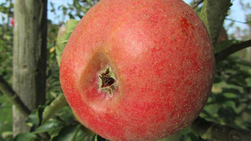 Plante : MAPRLE