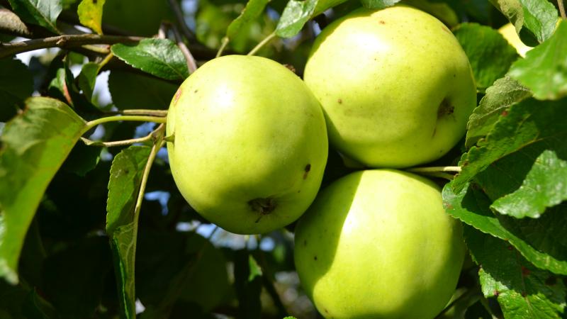 Plante : MAPRVA