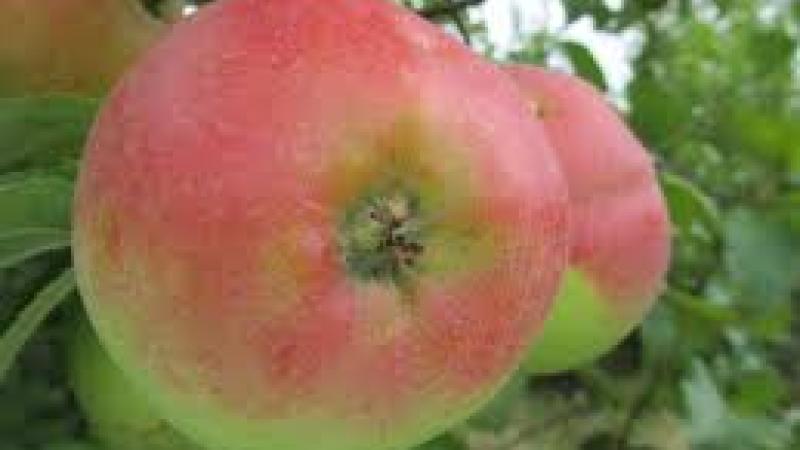Plante : MAQUDO