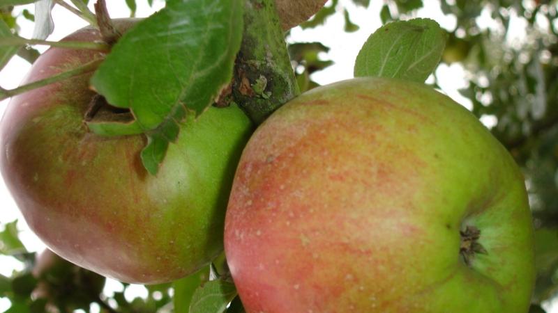 Plante : MAREHE
