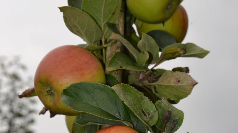 Plante : MARERE