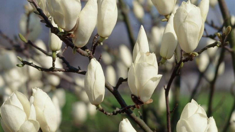 Plante : MASOALSU