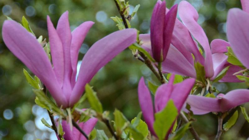 Plante : MASU