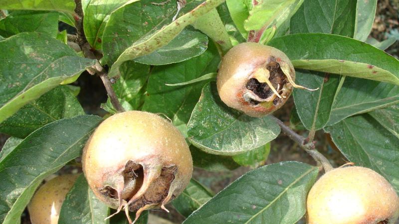 Plante : MEGEPF