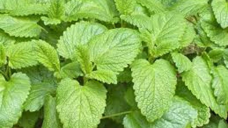 Plante : MEOF